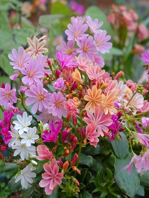 Lewisia Elise Mix